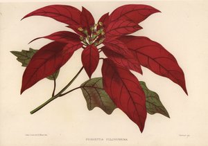 Kerstster, Euphorbia pulcherrima (Poinsettia pulcherrima)